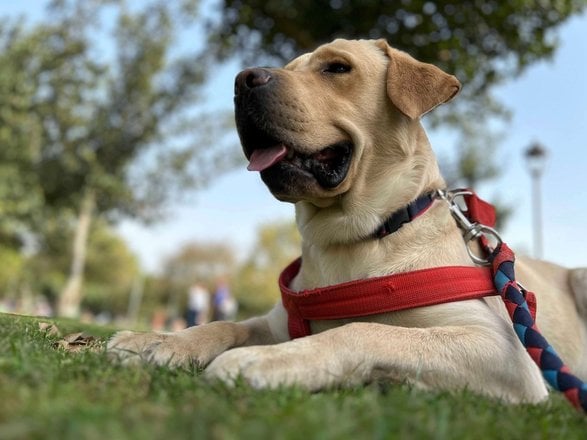 Labrador Retriever Dogs For Mating In Delhi