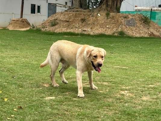 Labrador Retriever Dogs For Mating In Delhi