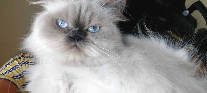 Himalayan Dogs For Mating In Bangalore