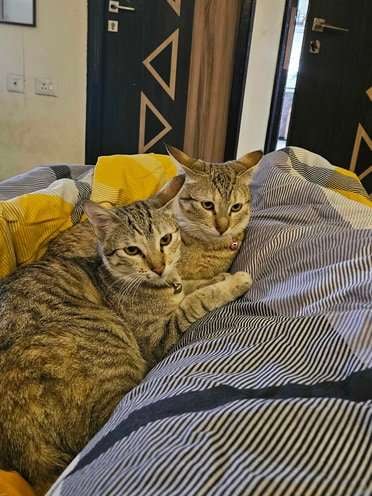Indian Breed For Adoption In Jaipur