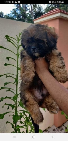 Lhasa Apso Dogs For Mating In Thiruvananthapuram