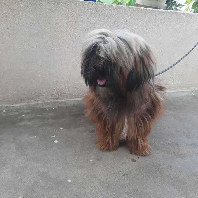 Lhasa Apso Dogs For Mating In Thiruvananthapuram