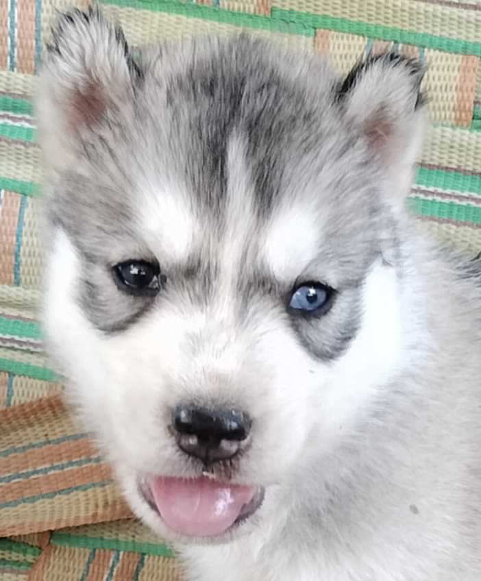 Siberian Husky For Sale In Mysore
