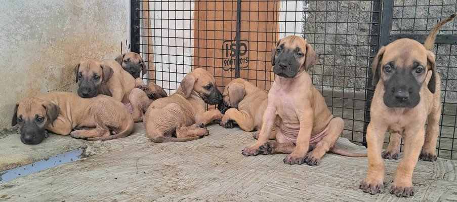 Great Dane For Sale In Aurangabad MH