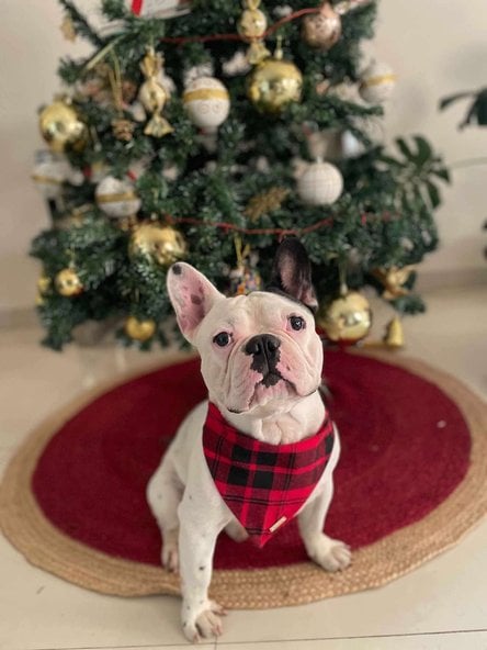 French Bulldog Dogs For Mating In Bangalore