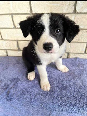 Border Collie For Sale In Jaipur