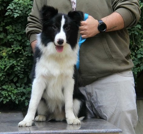 Border Collie For Sale In Jaipur