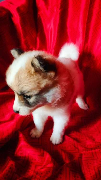 Culture Pomeranian For Sale In Thoothukkudi