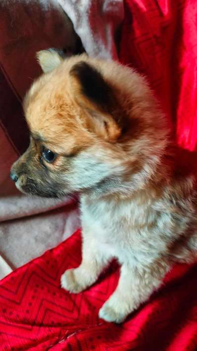 Culture Pomeranian For Sale In Thoothukkudi