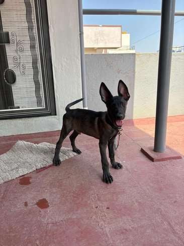 Dutch Shepherd For Sale In Bangalore