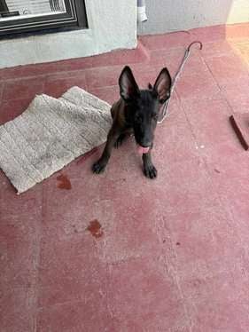 Dutch Shepherd For Sale In Bangalore