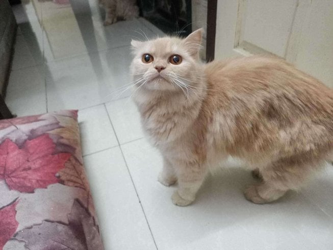 Persian For Adoption In Mumbai