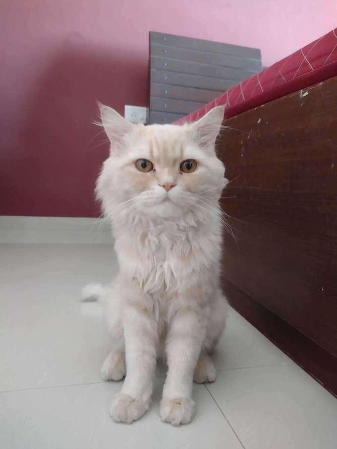 Persian For Sale In Vadodara