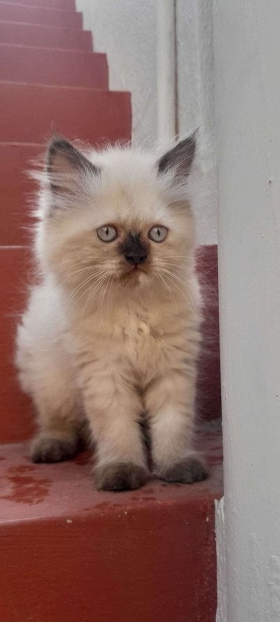 Himalayan For Sale In Mysore