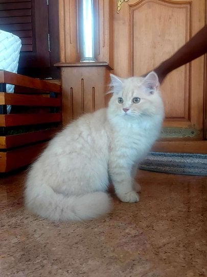 Persian For Sale In Thrissur