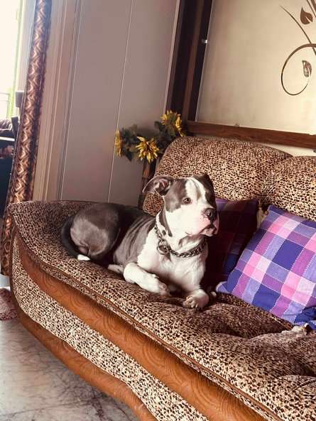 American Bully Dogs For Mating In Agra