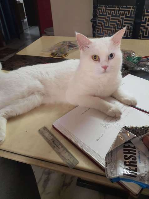 Indian Breed For Adoption In Faridabad