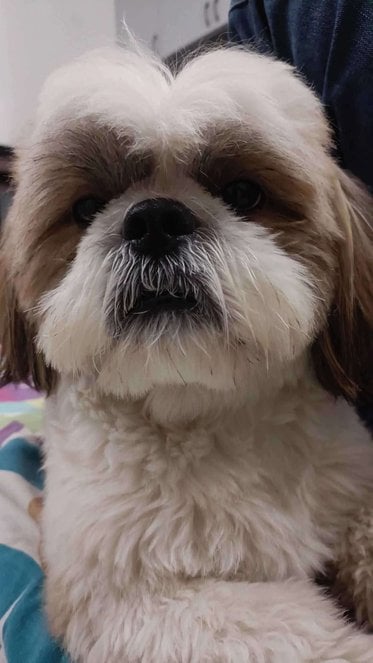 Shih Tzu Dogs For Mating In Hyderabad