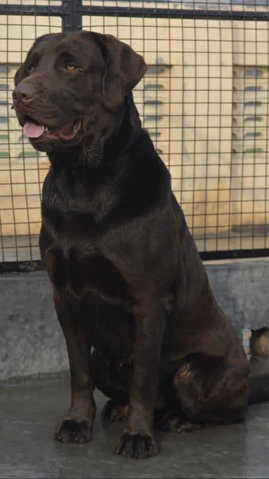 Labrador Retriever Dogs For Mating In Chandigarh