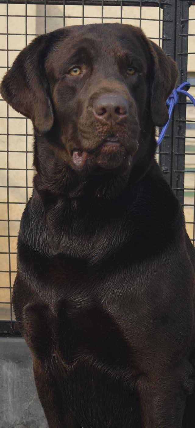 Labrador Retriever Dogs For Mating In Chandigarh