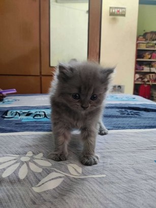 Himalayan For Sale In Nellore