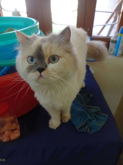 Ragdoll Dogs For Mating In Delhi