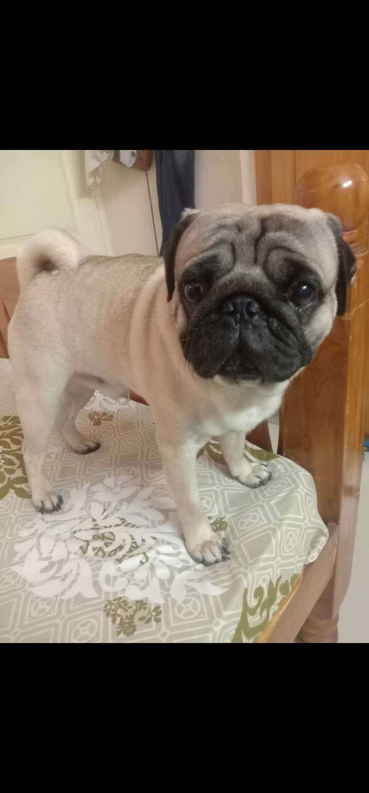 Pug Dogs For Mating In Chennai