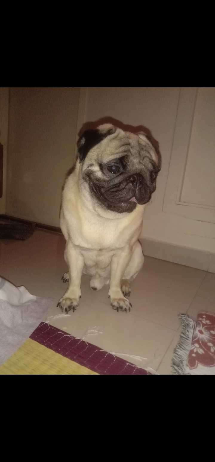 Pug Dogs For Mating In Chennai