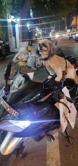 Shih Tzu Dogs For Mating In Bangalore