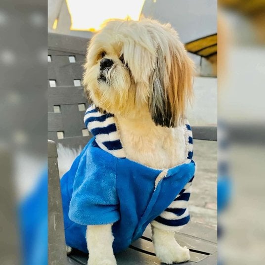 Shih Tzu Dogs For Mating In Sonipat HR