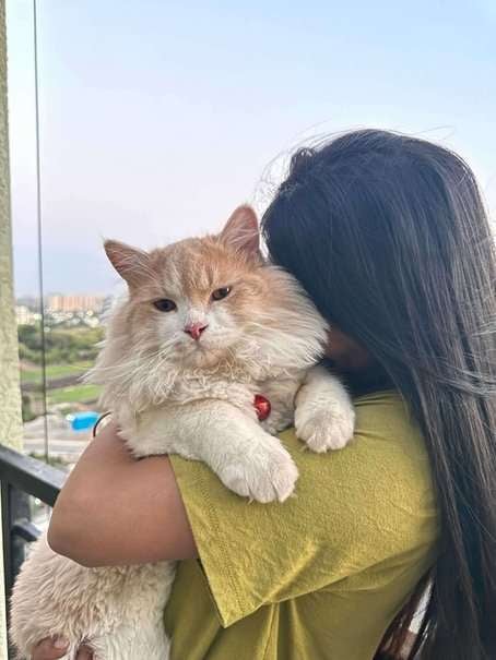 Persian Dogs For Mating In Pune