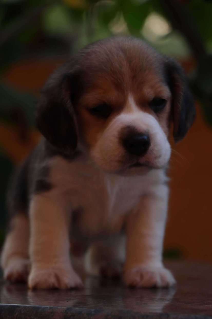 Beagle For Sale In Shimoga