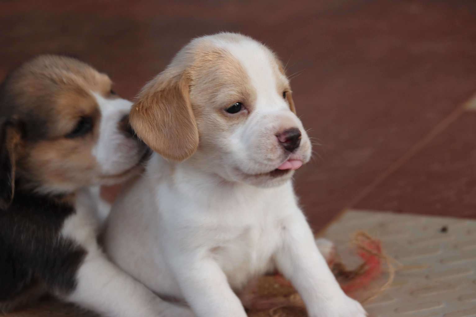 Beagle For Sale In Shimoga