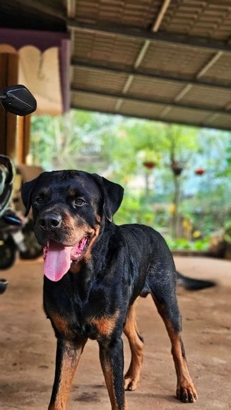 Rottweiler Dogs For Mating In Kannur
