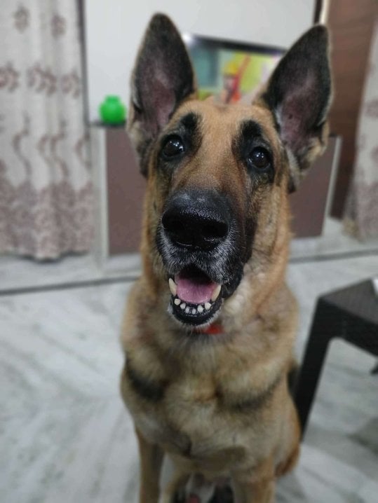 German Shepherd Dogs For Mating In Guntur