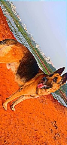 German Shepherd Dogs For Mating In Guntur