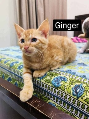 Indian Breed For Adoption In Noida