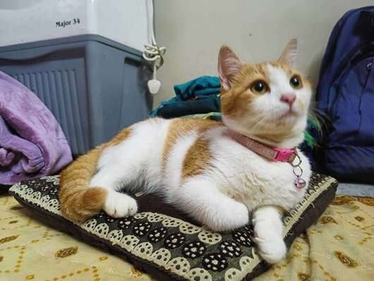 Indian Breed For Adoption In Mumbai
