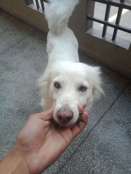 Indian Spitz Dogs For Mating In Sonipat HR