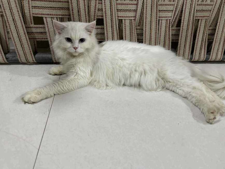 Persian For Sale In Indore