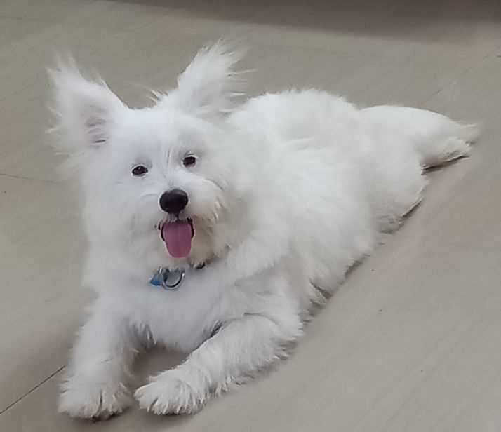 Lhasa Apso Dogs For Mating In Chennai