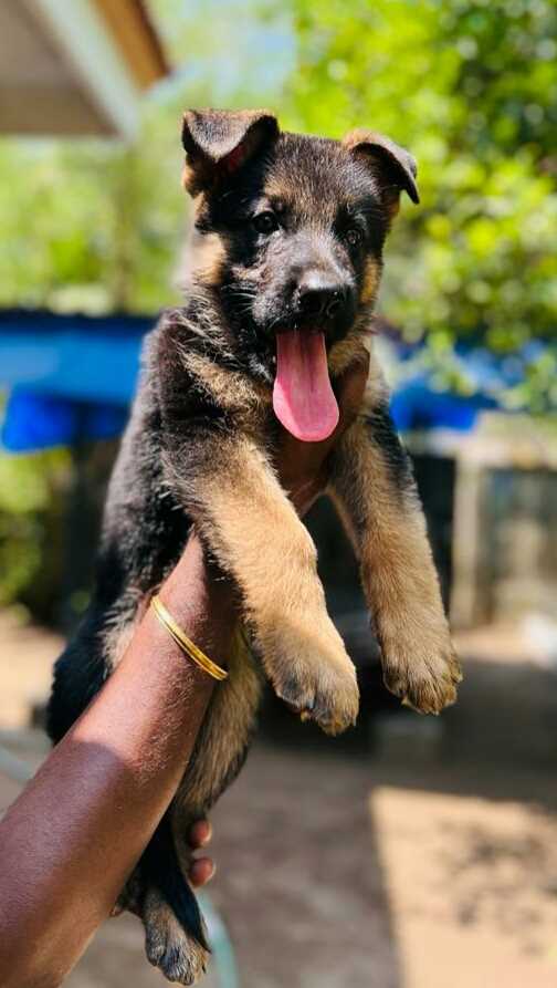 German Shepherd For Sale In Thrissur
