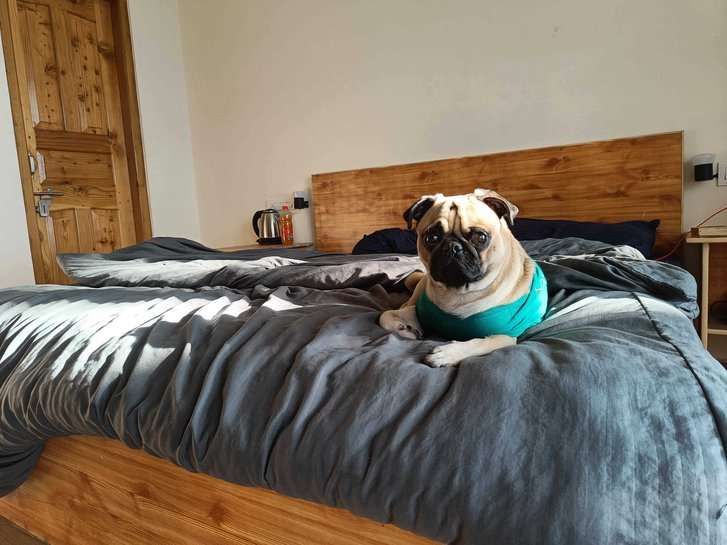 Pug Dogs For Mating In Delhi
