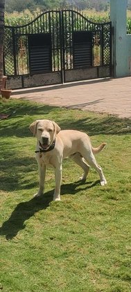 Labrador Retriever Dogs For Mating In Pune