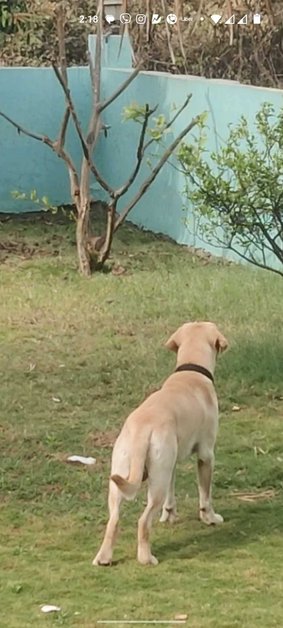 Labrador Retriever Dogs For Mating In Pune