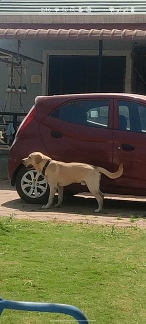 Labrador Retriever Dogs For Mating In Pune