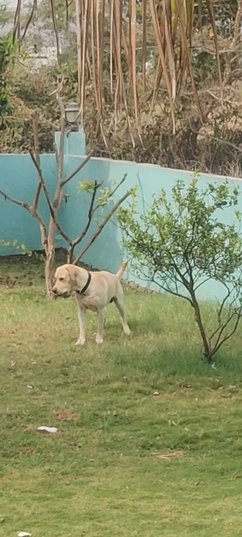 Labrador Retriever Dogs For Mating In Pune