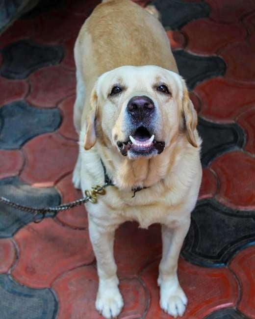 Labrador Retriever Dogs For Mating In Thiruvananthapuram