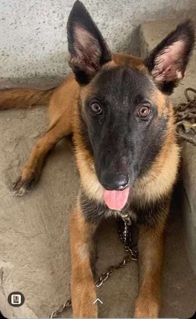 Belgian Malinois Dogs For Mating In Madurai