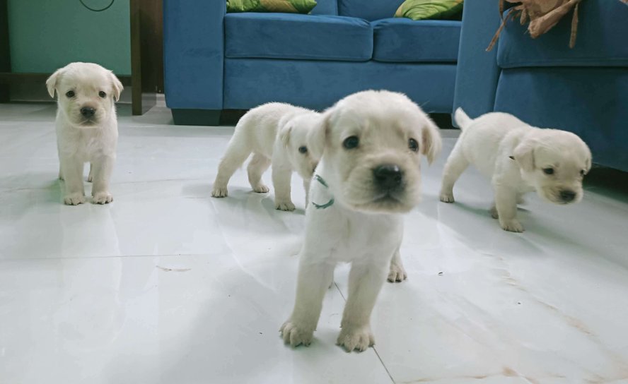 Labrador Retriever For Sale In Mangalore